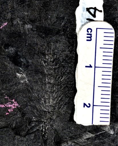 Asterophyllites sp.