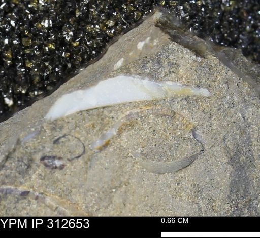 undet. Bivalvia