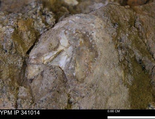 Corbicula sp.