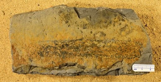 Lepidostrobus variabilis