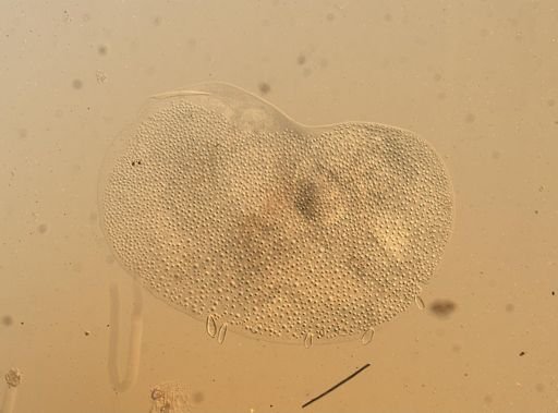 Lagisca impatiens