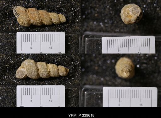 Melania wyomingensis