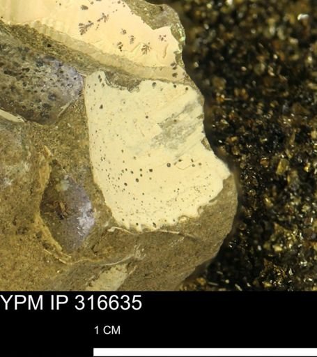 undet. Scaphitidae