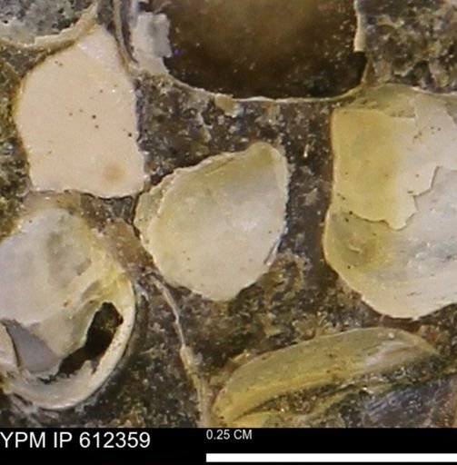 Protocardia subquadrata
