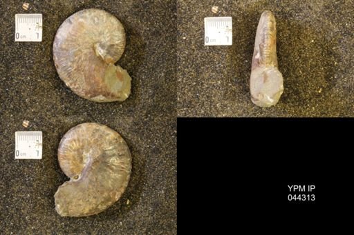Hoploscaphites comprimus