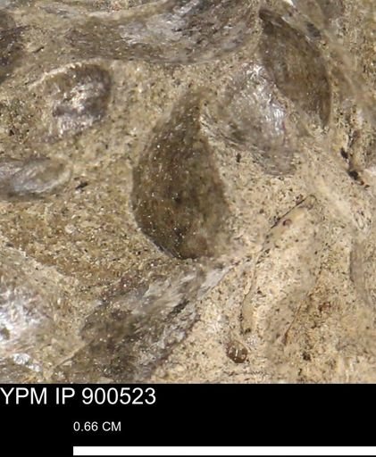Anomia gryphorhyncha