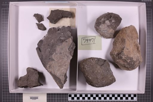 mixed taxa, stratigraphic collection