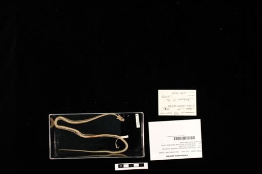 Pantherophis spiloides