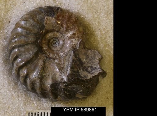 undet. Scaphitidae