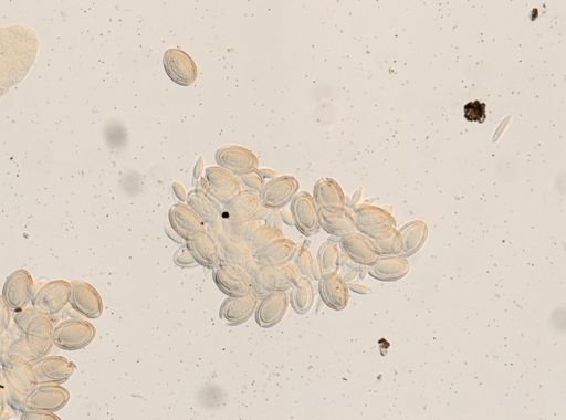 Macracanthorhynchus hirudinaceus