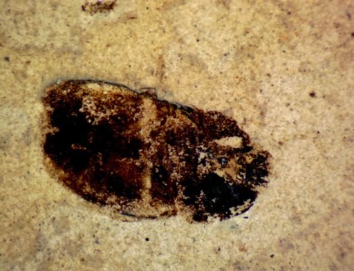 undet. Coleoptera
