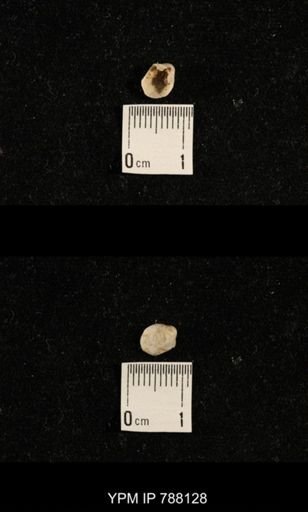 undet. Brachiopoda