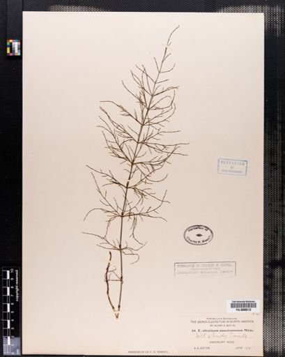Equisetum sylvaticum