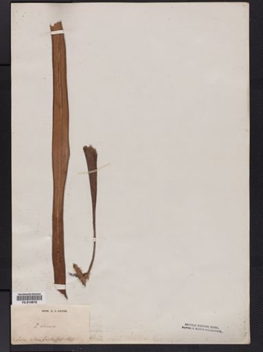Cyclophorus