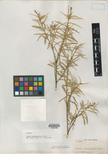 Croton stenophyllus