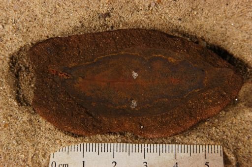 Angiospermopsida
