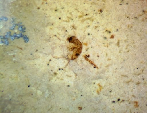 undet. Diptera