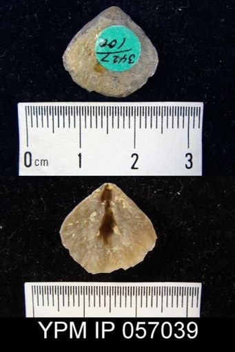 Meristella arcuata