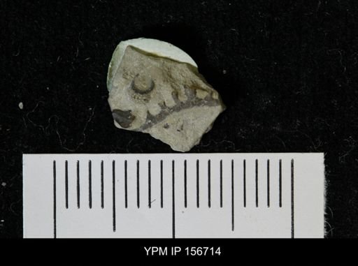 Acidaspis jupiterensis