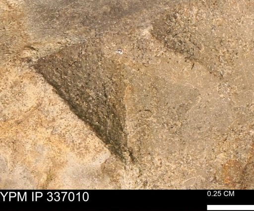 undet. Mollusca