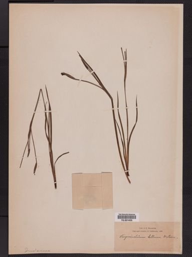Sisyrinchium