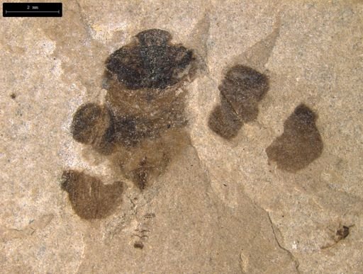 undet. Auchenorrhyncha