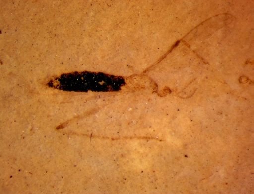 undet. Tipulidae