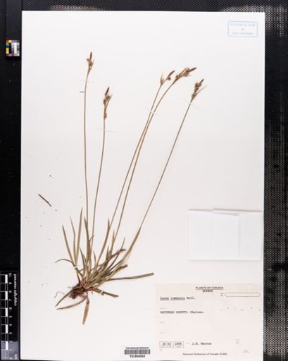 Carex communis
