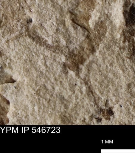 Tipulidae?