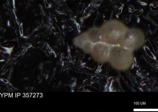 undet. Foraminiferida