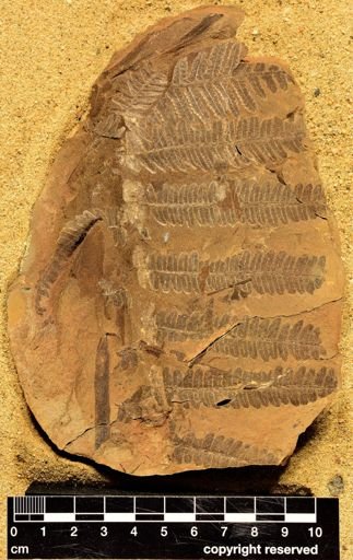 Pecopteris sp.