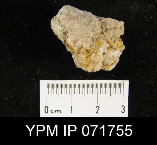 Merista tennesseensis