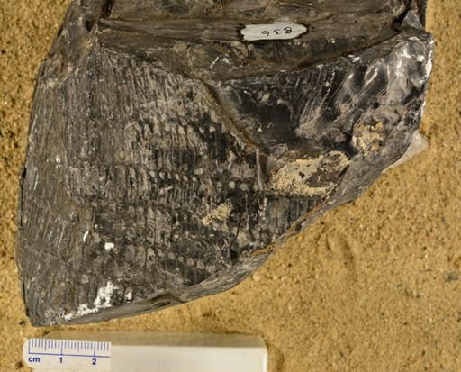 Calamites suckowii