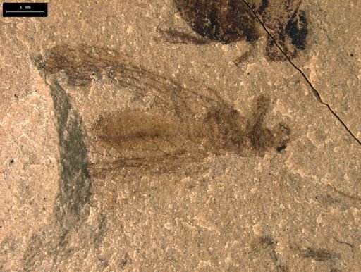 taxon undetermined