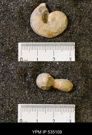 Scaphites sp.
