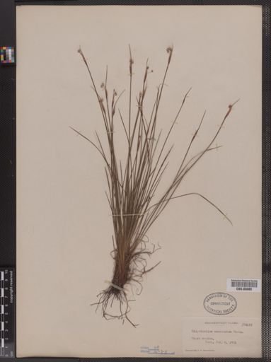 Sisyrinchium mucronatum