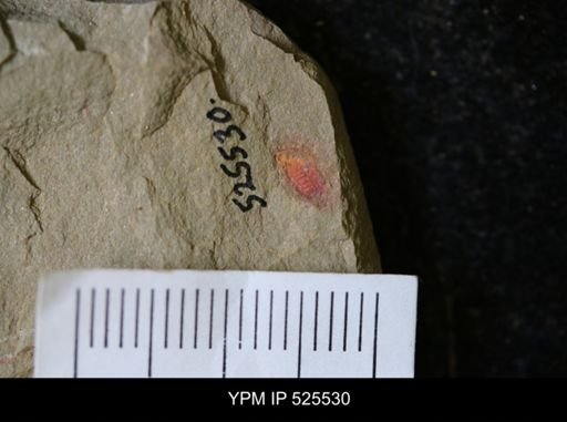 undet. Synziphosurina