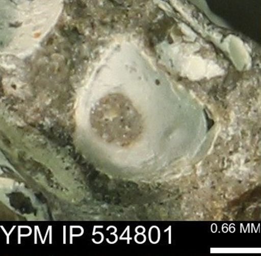 Protocardia subquadrata