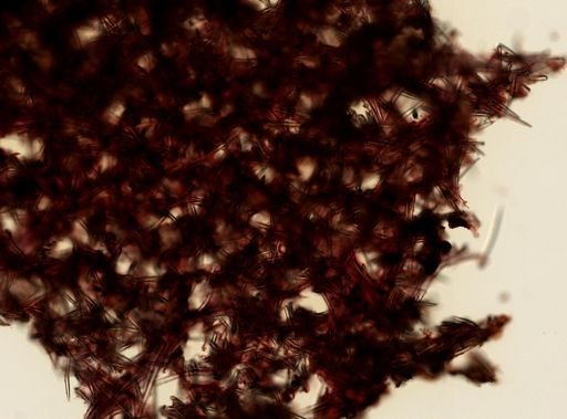 Thrinacophora funiformis