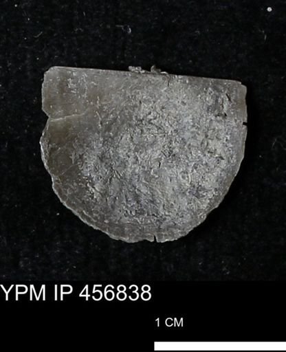 Stropheodonta sp.