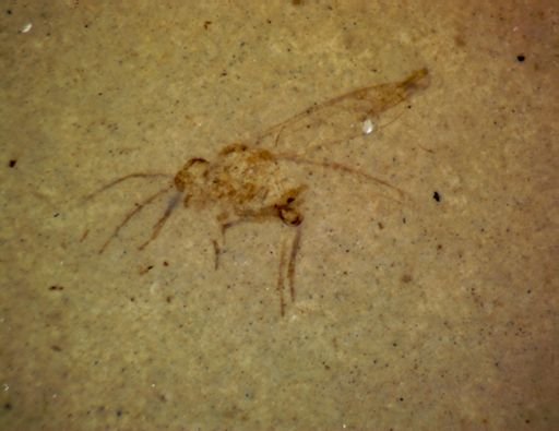 undet. Pterygota