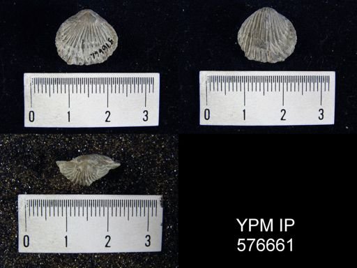 Anastrophia internascens