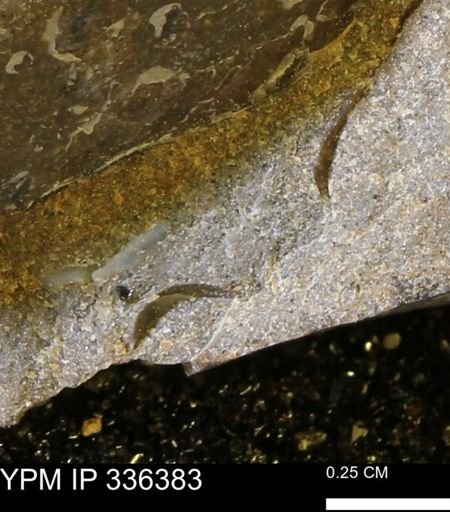 undet. Mollusca