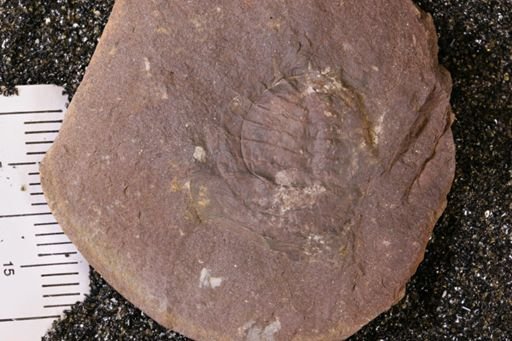 Euproops danae