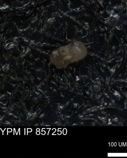 undet. Foraminiferida