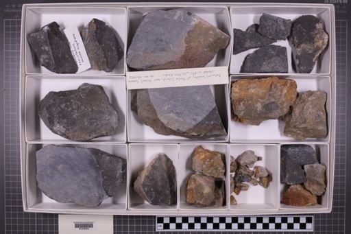mixed taxa, stratigraphic collection