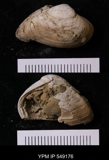 undet. Bivalvia