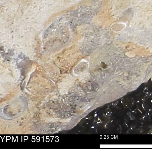 Serpulidae
