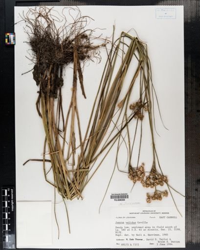 Juncus