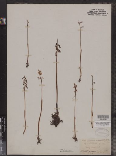 Corallorhiza trifida